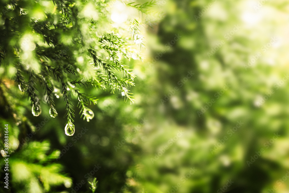 Dewy forest