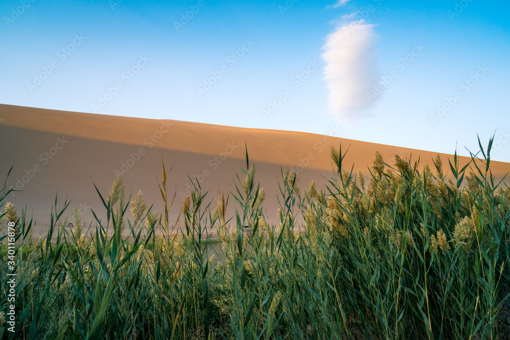 Reeds beside Crescent Moon Desert, Mingsha Mountain, Dunhuang, Gansu, China. Fantasy scenery of a cl