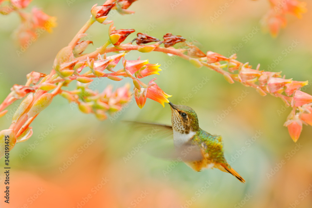 Hummingbird in blooming flowers. Scintillant Hummingbird, Selasphorus scintilla, tiny bird in the na