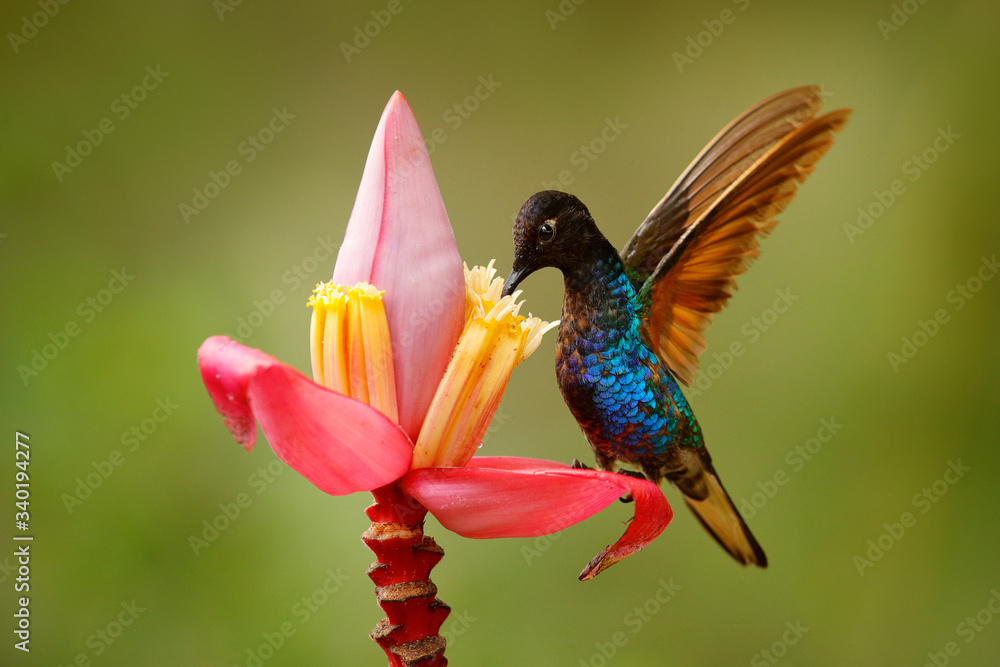 Black blue hummingbird with pink red flower bloom, sucking nectar with open wings. Velvet-purple Cor