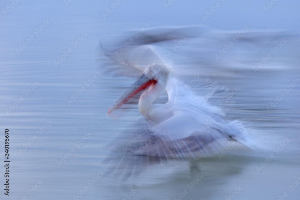 Art in nature. Blurry pelican, Pelecanus crispus, landing in Lake Kerkini, Greece. Pelican with open