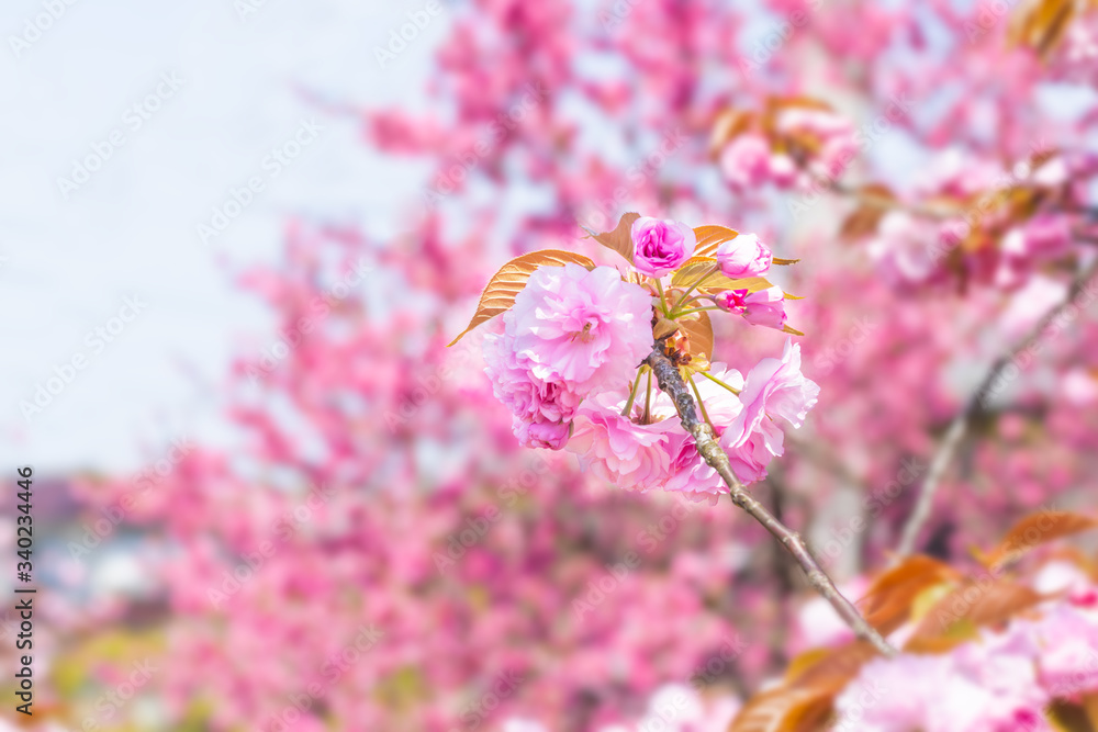 満開の美しい桜