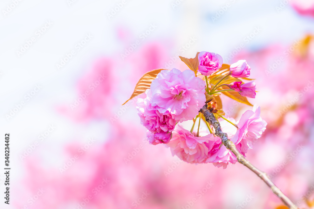 満開の美しい桜