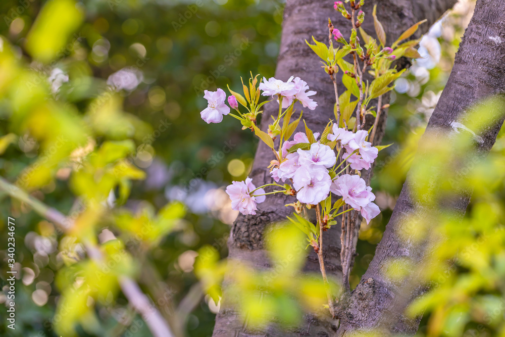 満開の美しい桜