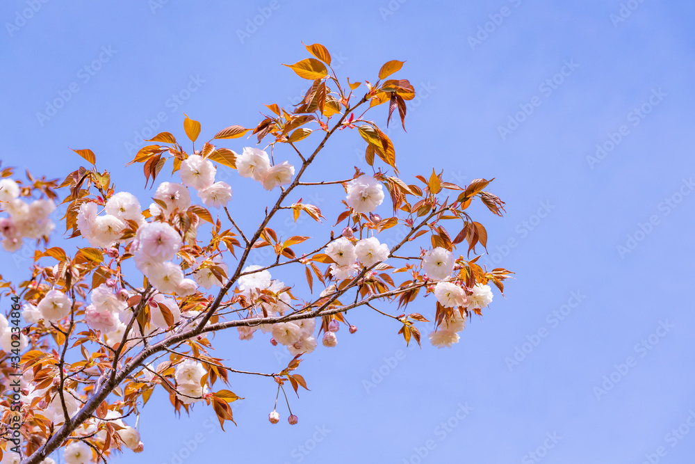 満開の美しい桜