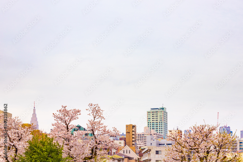 東京のビルと満開の桜