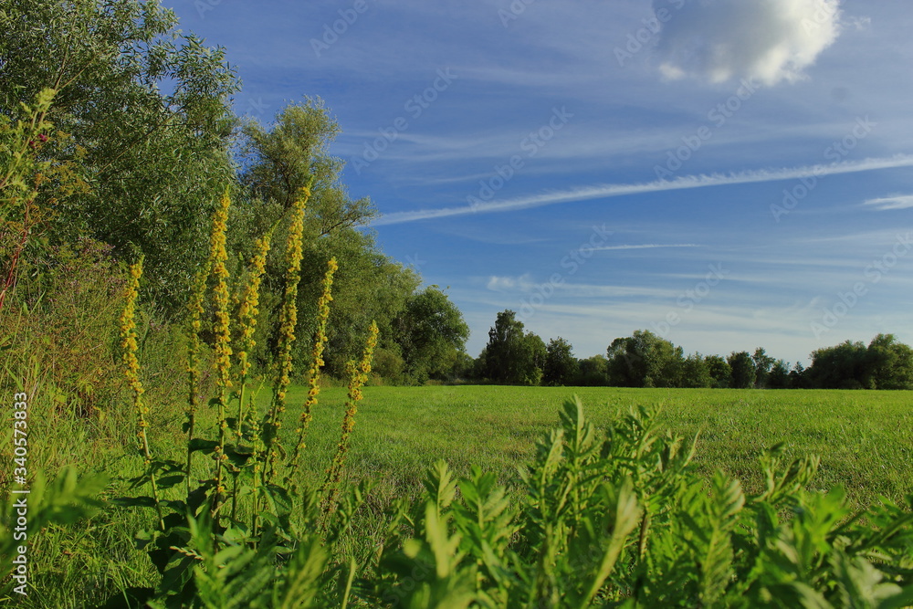 Gelbe Blume unter blauem Himmel