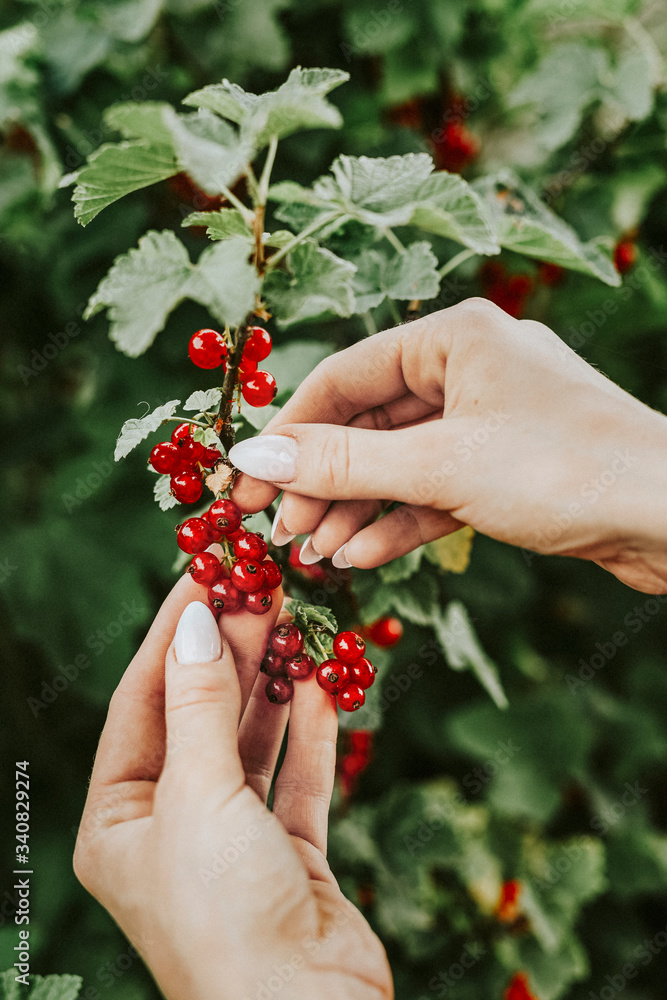 Fresh red currants