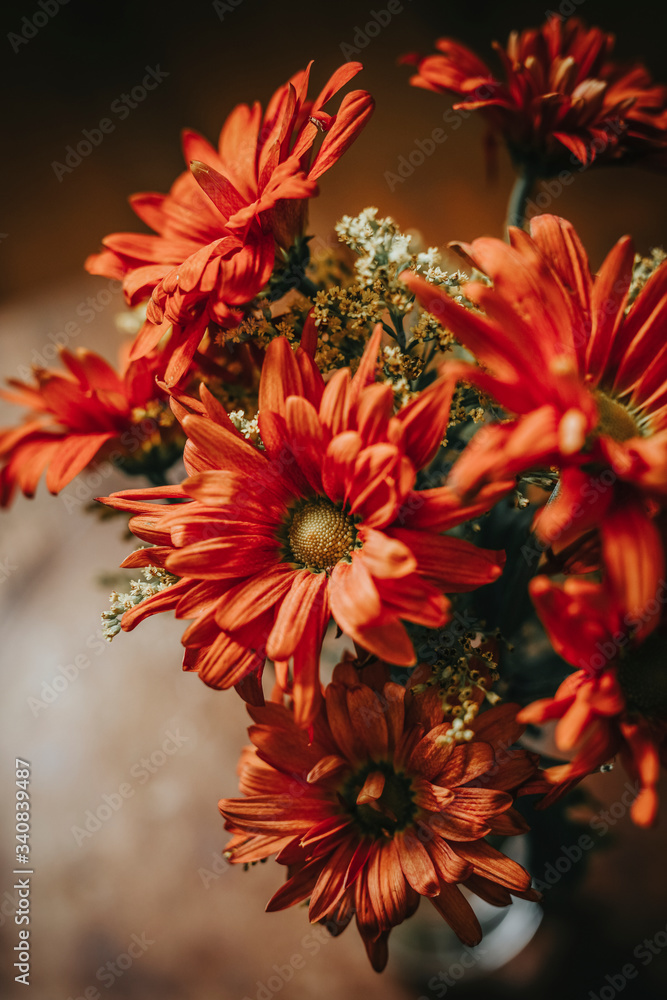 美丽的室内花朵