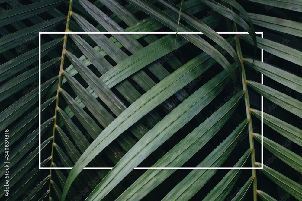 Tropical green leaves background