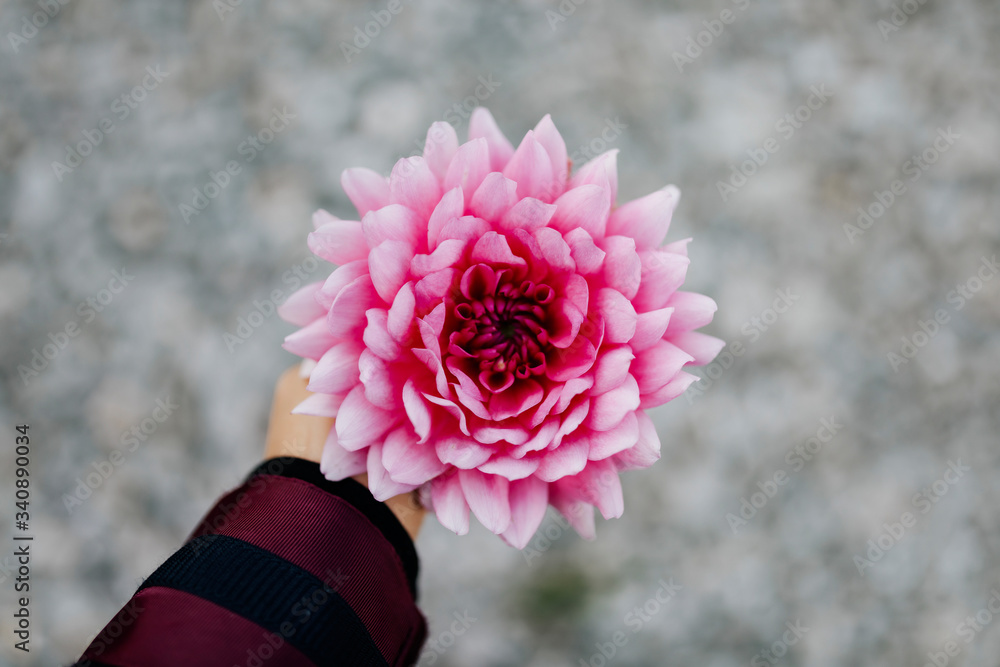 Pink Chrysanyhemum flower