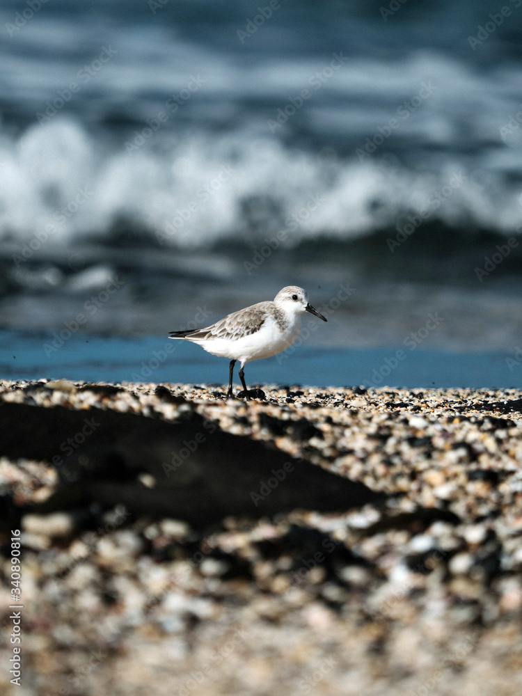 Sandpiper bird