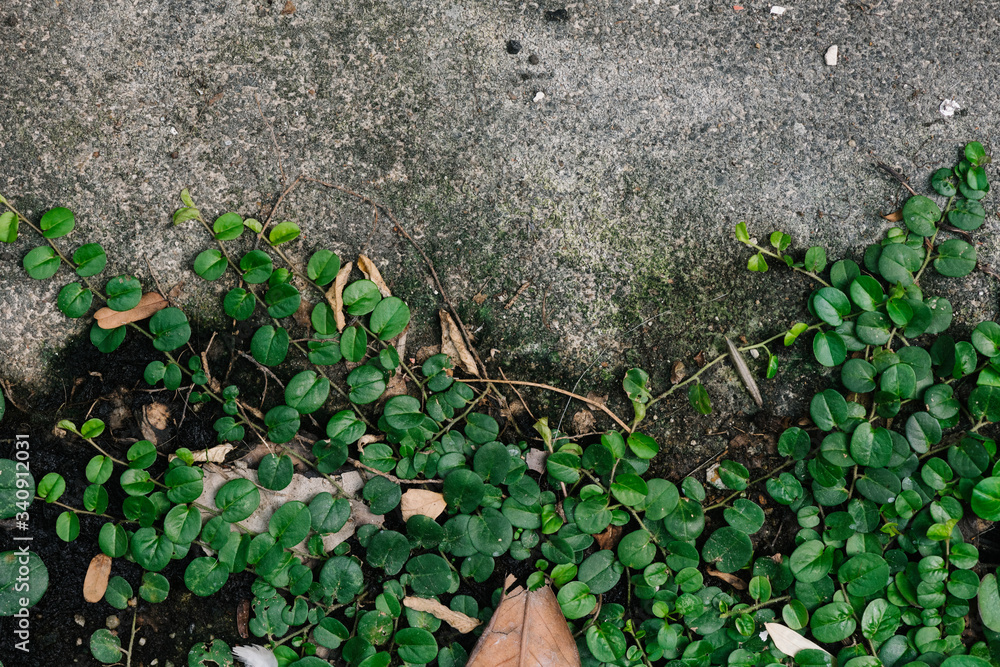 Green leaves on the ground