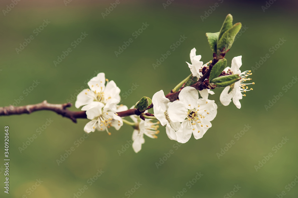 Cherry flowers frame