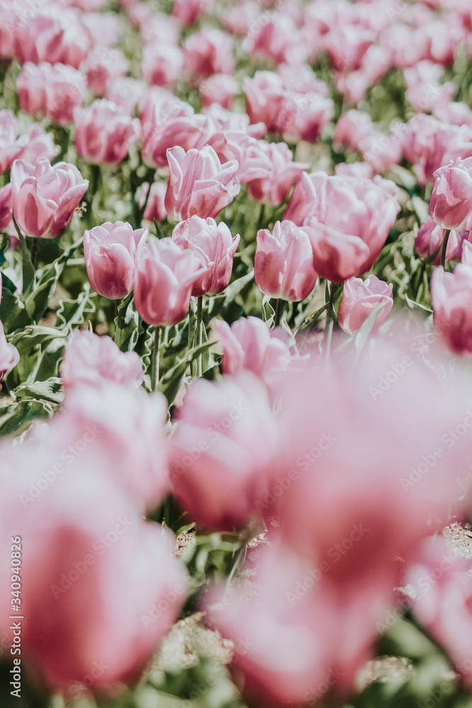 Field of pink flowers