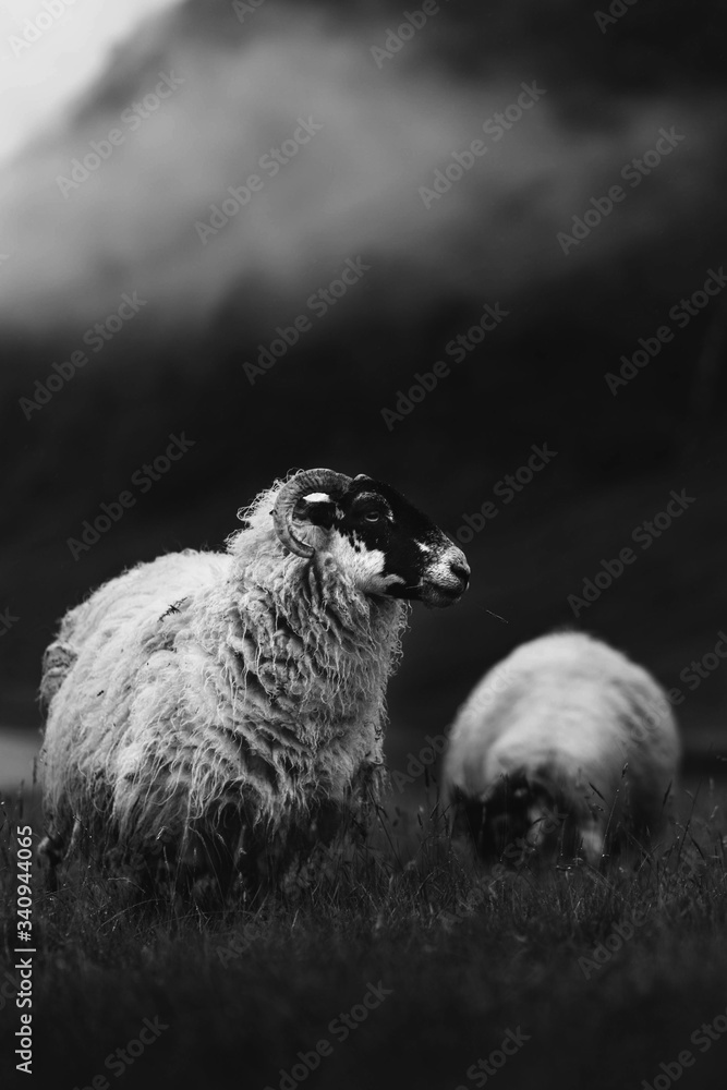 Sheep in Scotland