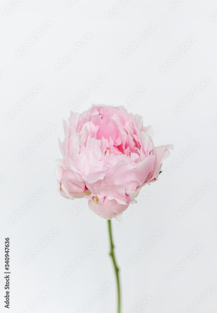 Flower in a white background