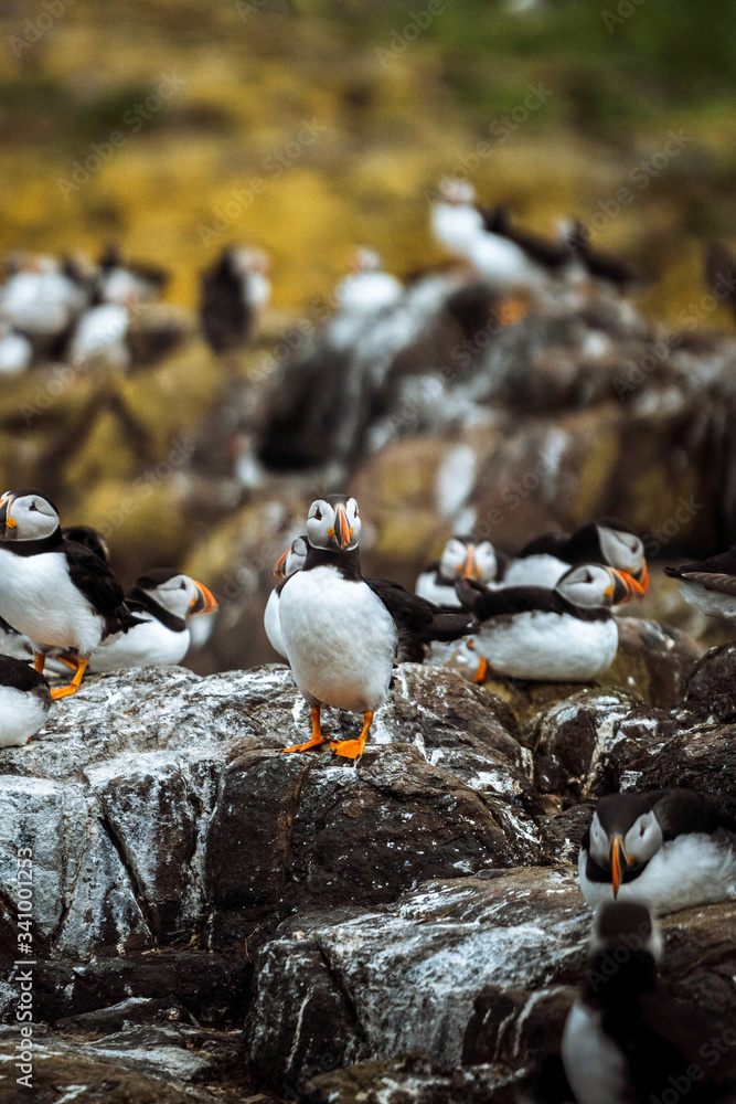 法恩群岛的Puffins