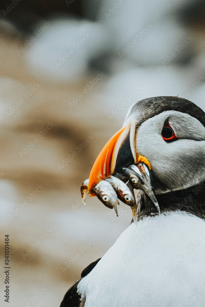 Puffin bird with fish