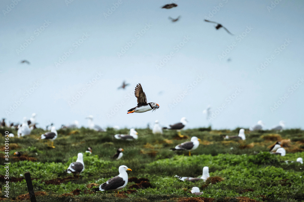 Puffins at Farne Islands