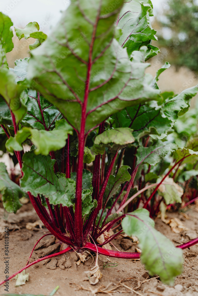 Beetroot leaves on the farm