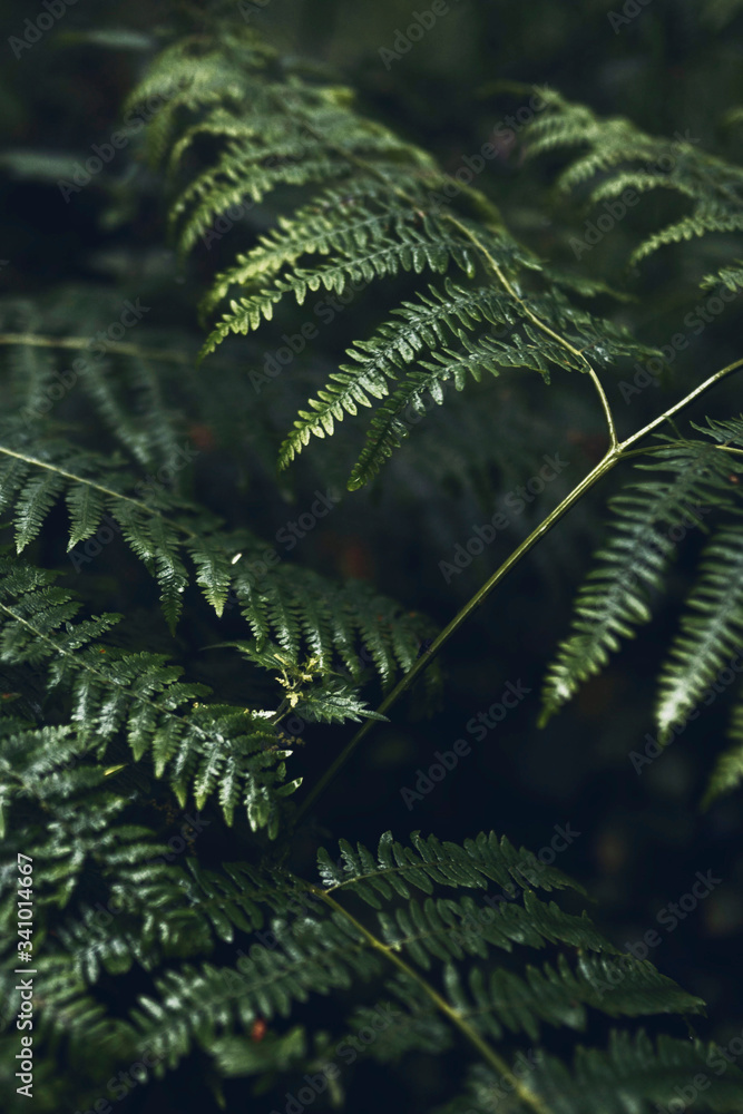 蕨类植物叶子特写