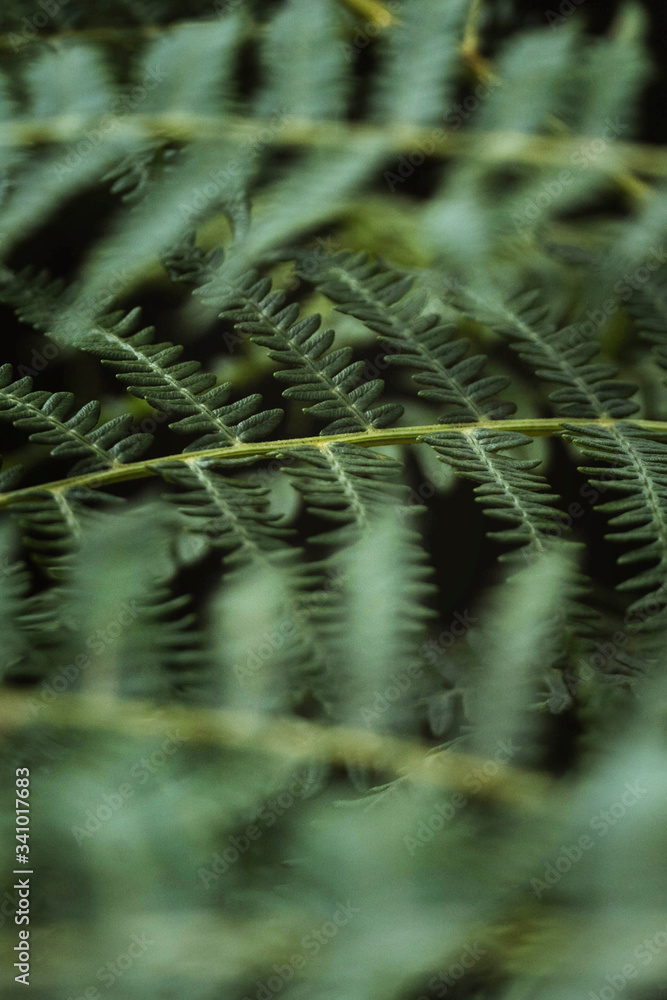 蕨类植物特写