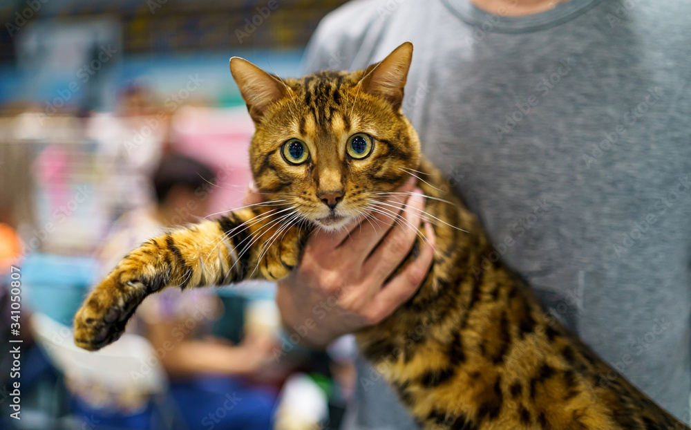 Bengal cat. A portrait of the animal. Prionailurus bengalensis.