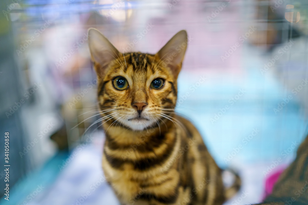 cute beautiful Bengal cat