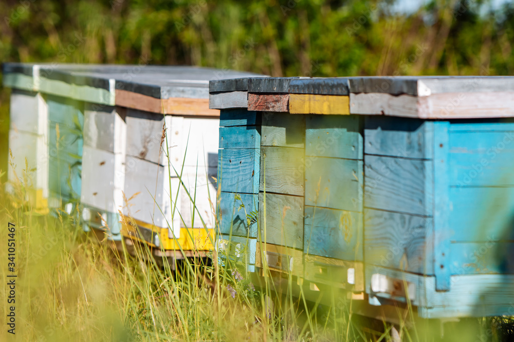 Hives in an apiary with bees flying to the landing boards in a green garden