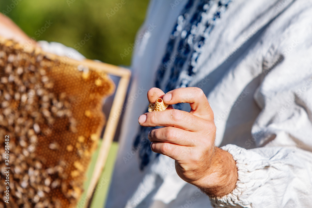 Beekeeper working collect honey. Beekeeping concept