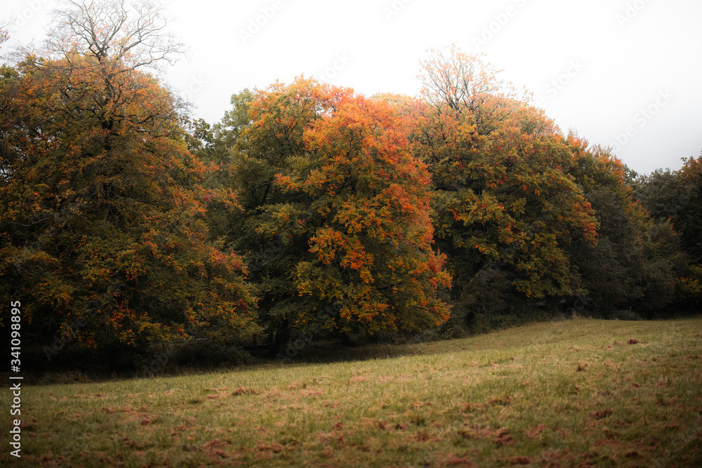 Red leaves during fall