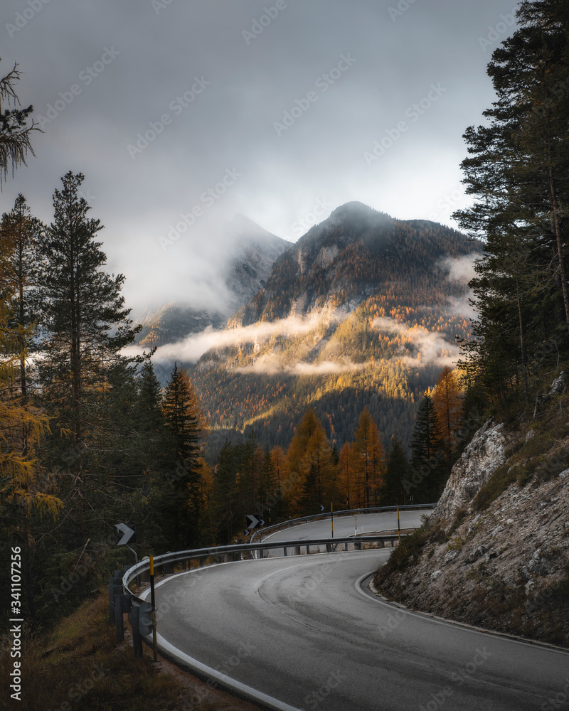 Scenic route among the forest