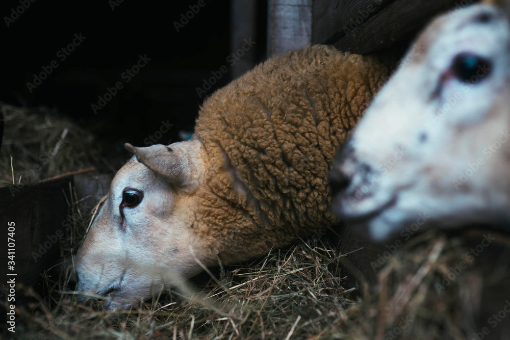 Sheep at a farm