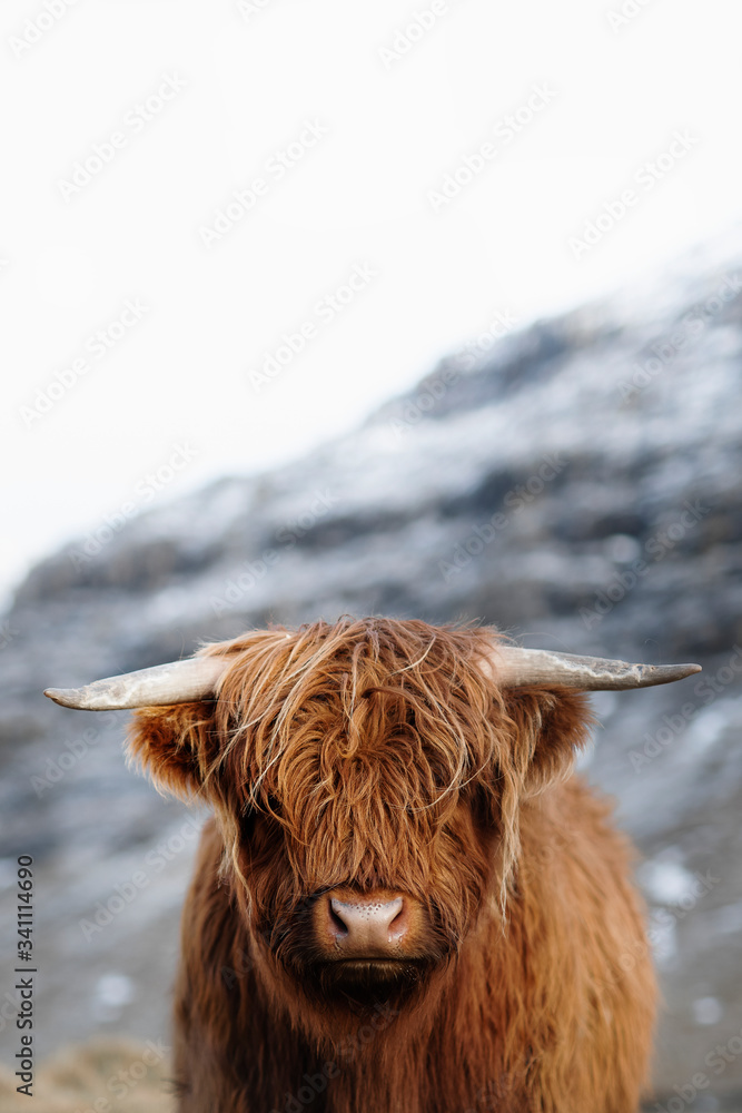 Scottish Highland bull