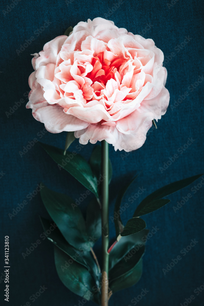 Pink peony