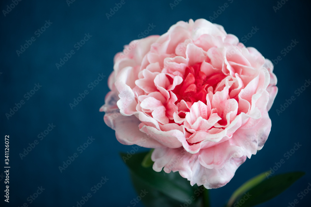 Pink flower in a dark blue room