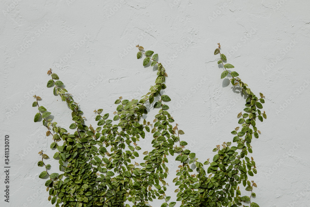 Vines on a white wall