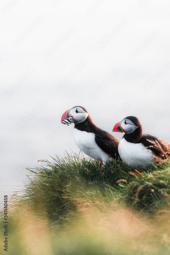 Cute puffin birds