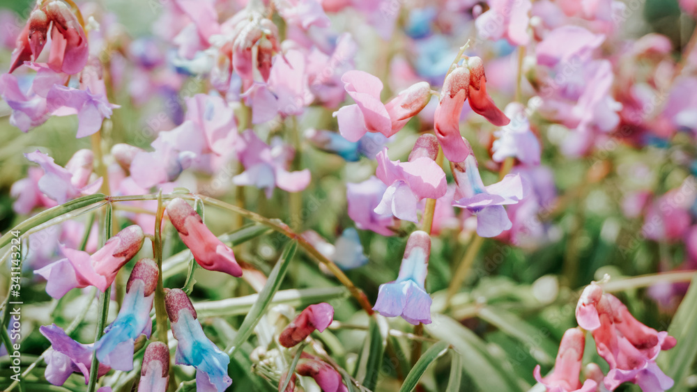 维奇娅·维洛莎花