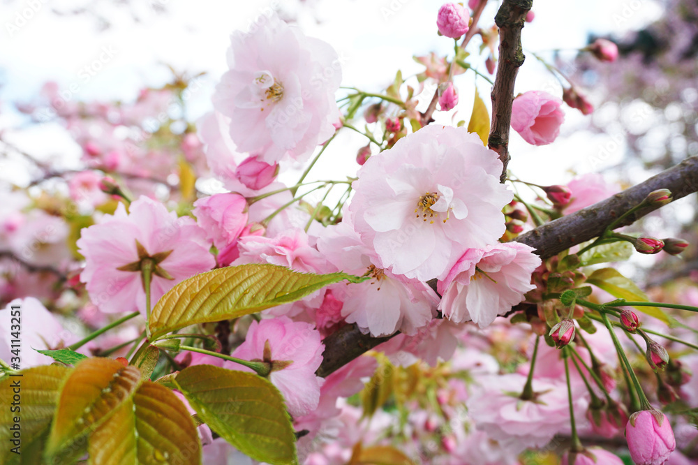 日本樱花