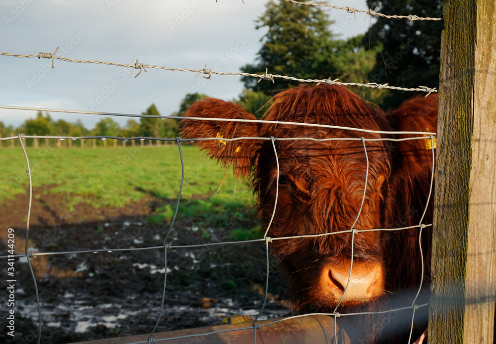 Furry Highland Cattle