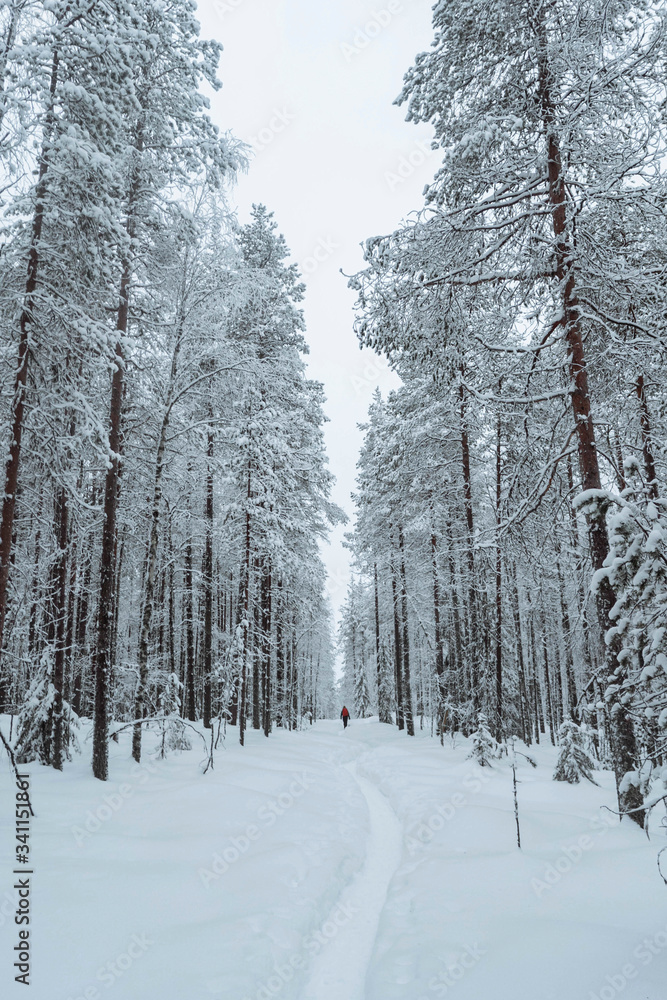 芬兰拉普兰，一名女子在雪地里跋涉