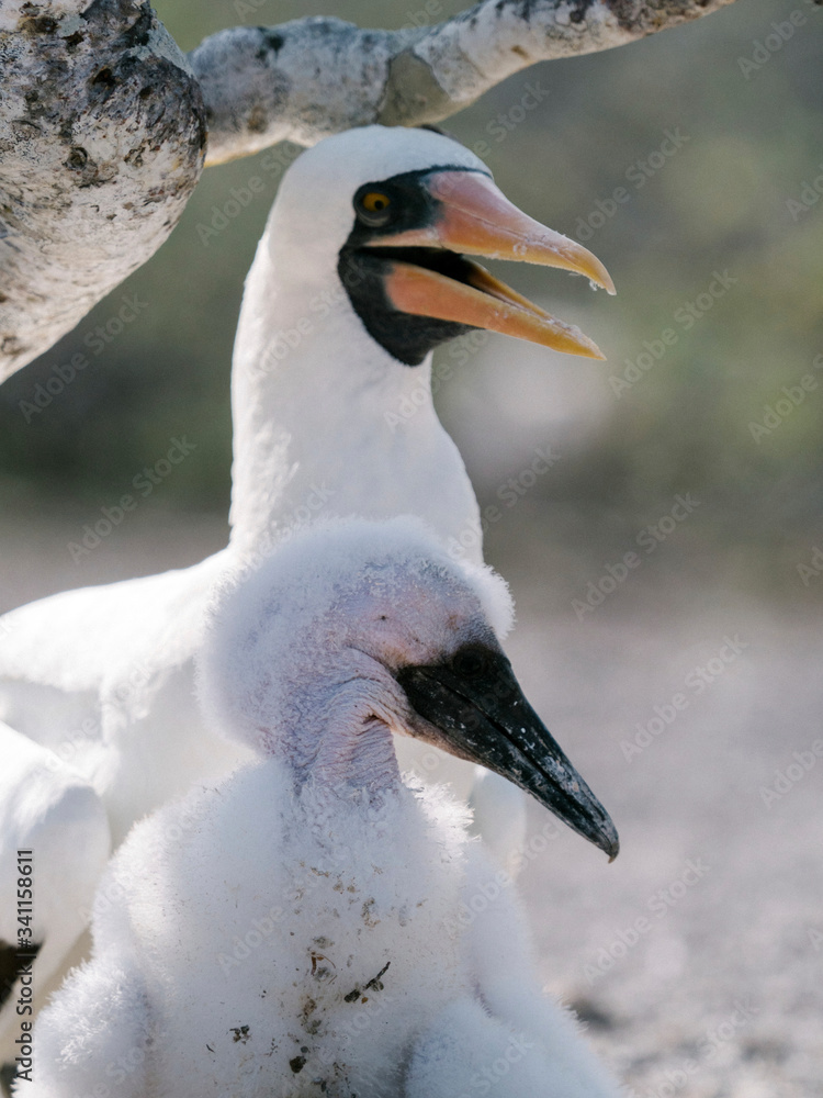 Nazca Booby birds