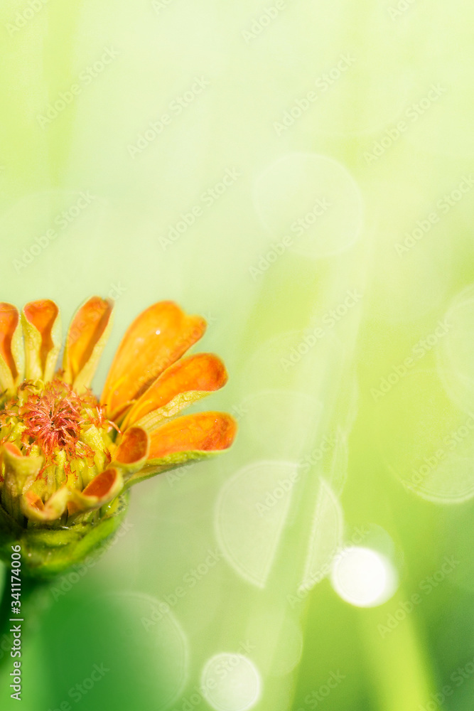 Summer flower bloom