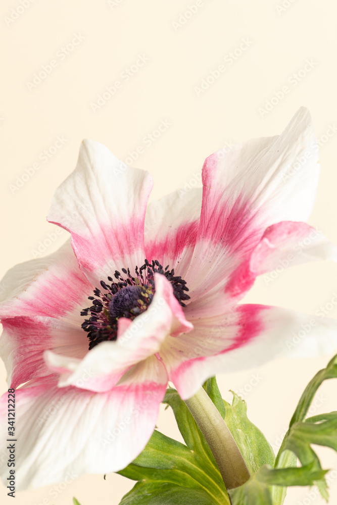 Blooming pink anemone flower