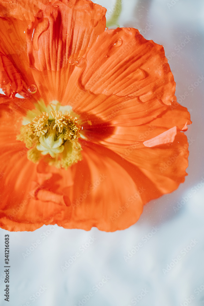 Bright orange anemone flower