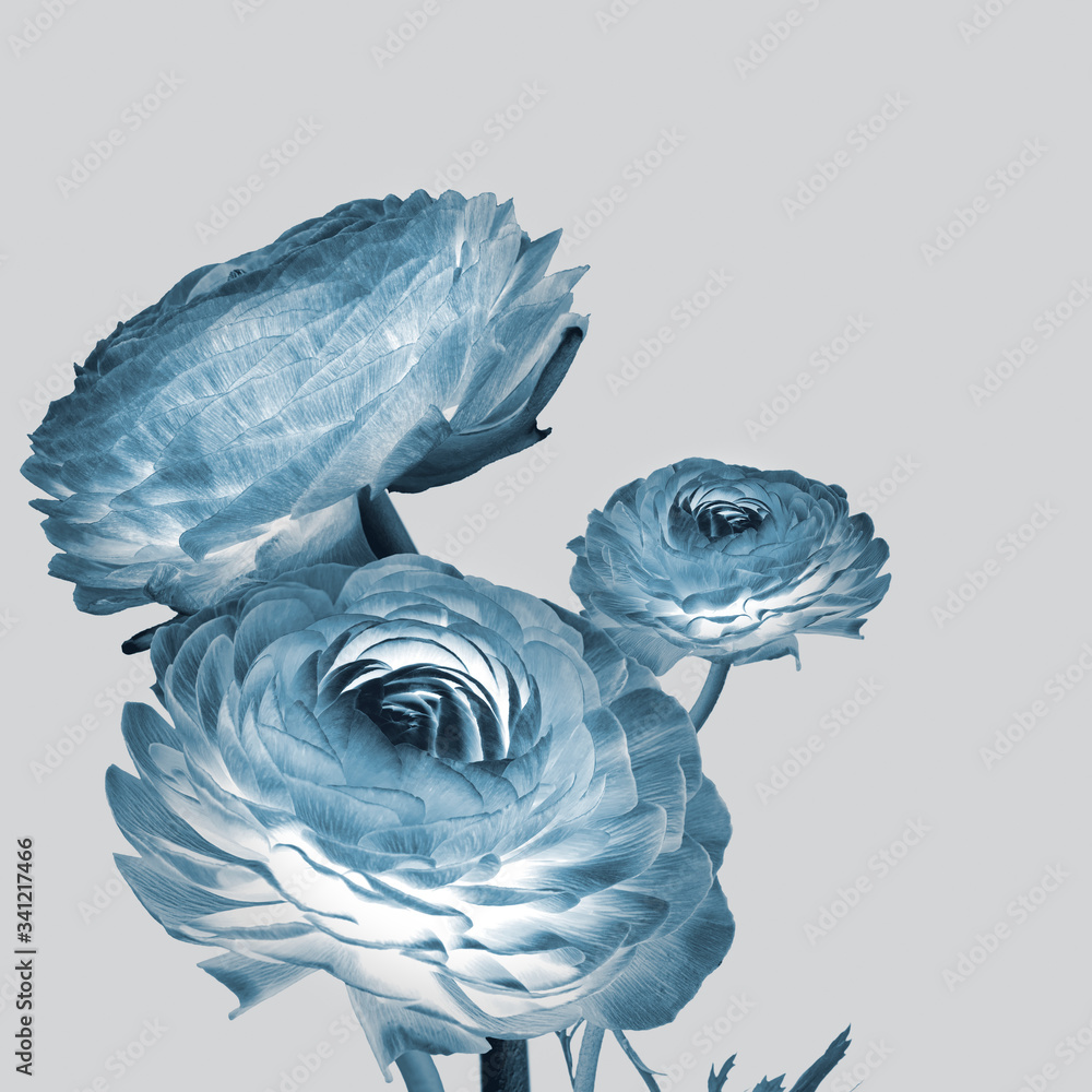 Negative effect ranunculus flower