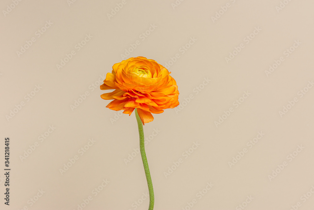 Blooming orange ranunculus flower