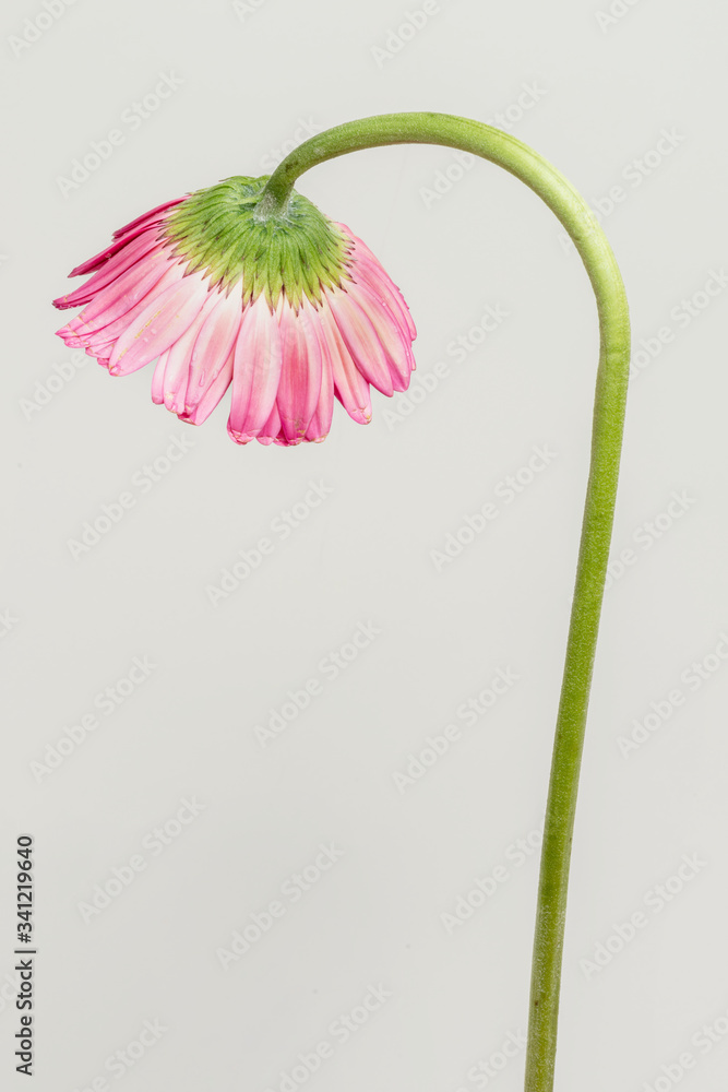 Single pink Gerbera daisy flower with a curved stem on gray background